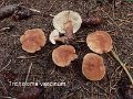 Tricholoma vaccinum-amf1860-1